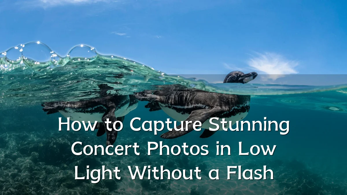 How to Capture Stunning Concert Photos in Low Light Without a Flash