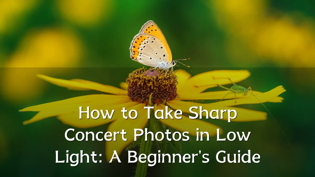 How to Take Sharp Concert Photos in Low Light: A Beginner's Guide